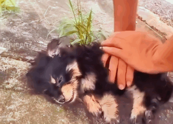 Cute Little Puppy Dog Brave Puppy ❤️_part2