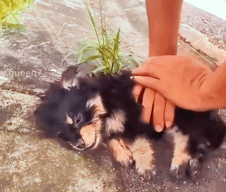 Cute Little Puppy Dog Brave Puppy ❤️_part2