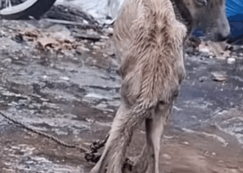 Part 2.Animals Rescue #rescuedog #dogrescue #dogsofttiktok #foryoupage #foryou #dogs