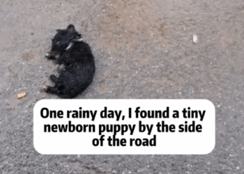 Part2 .Animals Rescue #dogrescue #rescuedog #dogsofttiktok #foryoupage #foryou #dogs