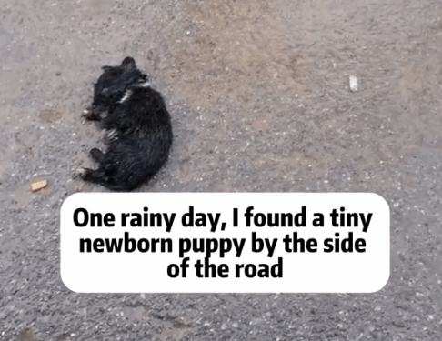 Part2 .Animals Rescue #dogrescue #rescuedog #dogsofttiktok #foryoupage #foryou #dogs