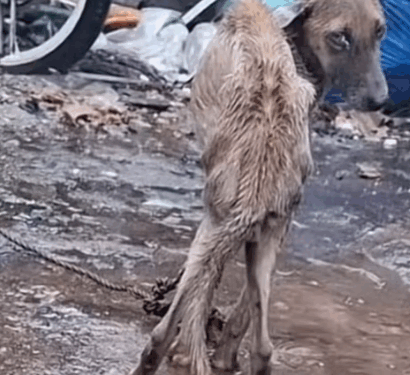 Part 2.Animals Rescue #rescuedog #dogrescue #dogsofttiktok #foryoupage #foryou #dogs