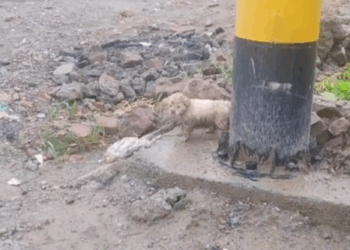 Part2 .Animals Rescue #dogrescue #rescuedog #dogsofttiktok #foryoupage #foryou #dogs