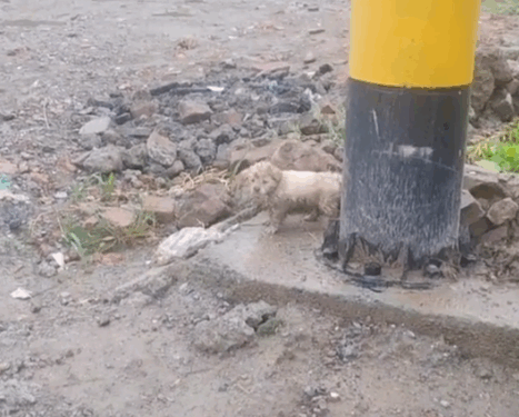 Part2 .Animals Rescue #dogrescue #rescuedog #dogsofttiktok #foryoupage #foryou #dogs