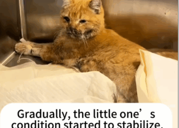 Part2 .Animals Rescue #dogrescue #rescuedog #dogsofttiktok #foryoupage #foryou #dogs