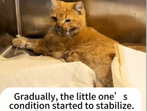 Part2 .Animals Rescue #dogrescue #rescuedog #dogsofttiktok #foryoupage #foryou #dogs