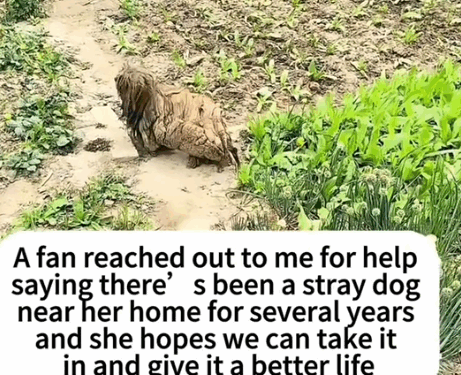 part2.Animals Rescue #dogrescue #rescuedog #dogsofttiktok #foryoupage #foryou #dogs