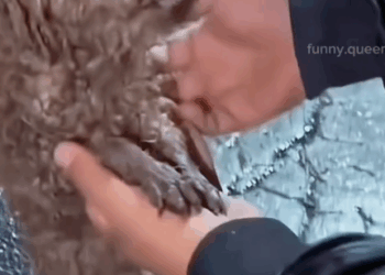 Cute Little Puppy Dog Deserve Love ❤️_part2