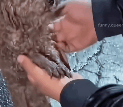 Cute Little Puppy Dog Deserve Love ❤️_part2