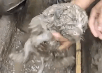 Man rescued a puppy stuck in sewer and adopted it_part2