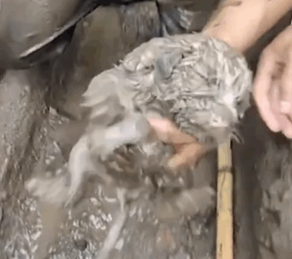 Man rescued a puppy stuck in sewer and adopted it_part2