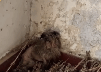 He Had No Fur, No Home… But He Still Had Hope._part2