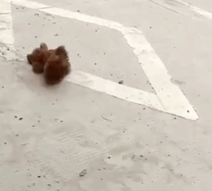 A. Car collided with a small dog, causing it to roll in pain on the ground_part2