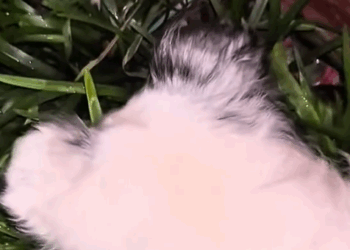 Part2. Animals Rescue #dogrescue #rescuedog #dogsofttiktok #foryoupage #foryou #dogs