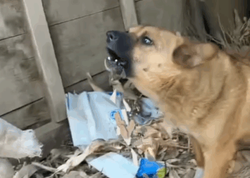 Part2.Animals Rescue #dogrescue #rescuedog #dogsofttiktok #foryoupage #foryou #dogs