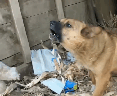 Part2.Animals Rescue #dogrescue #rescuedog #dogsofttiktok #foryoupage #foryou #dogs