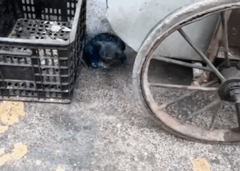 Girl rescues homeless dog looking for food in a landfill and then_part2