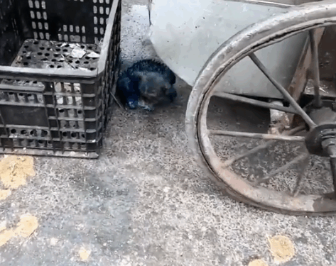 Girl rescues homeless dog looking for food in a landfill and then_part2