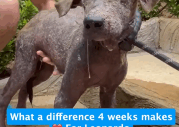 part2. Animals Rescue #dogrescue #rescuedog #dogsofttiktok #foryoupage #foryou #dogs