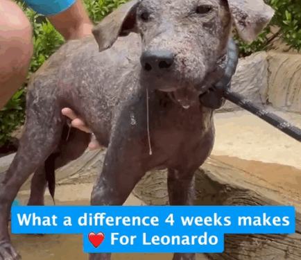 part2. Animals Rescue #dogrescue #rescuedog #dogsofttiktok #foryoupage #foryou #dogs