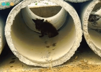 He Lived in a Drainpipe, Y’all…_part2