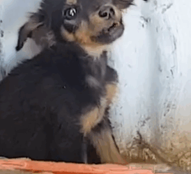 Part2.Animals Rescue #dogrescue #rescuedog #dogsofttiktok #foryoupage #foryou #dogs