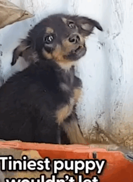 Part2.Animals Rescue #dogrescue #rescuedog #dogsofttiktok #foryoupage #foryou #dogs