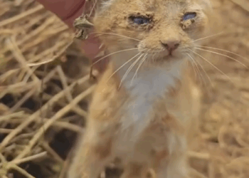 Part2 .Animals Rescue #dogrescue #rescuedog #dogsofttiktok #foryoupage #foryou #dogs