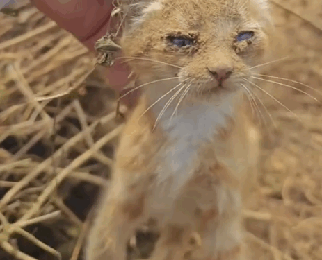 Part2 .Animals Rescue #dogrescue #rescuedog #dogsofttiktok #foryoupage #foryou #dogs