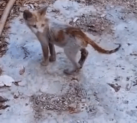 I met this stray cat being chased away by its own kind_part2