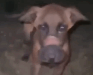 part2.Animals Rescue #dogrescue #rescuedog #dogsofttiktok #foryoupage #foryou #dogs