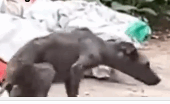 I Found a Starving Dog in the Trash… What Happened Next Changed Everything 🐶💔➡️💖_part2