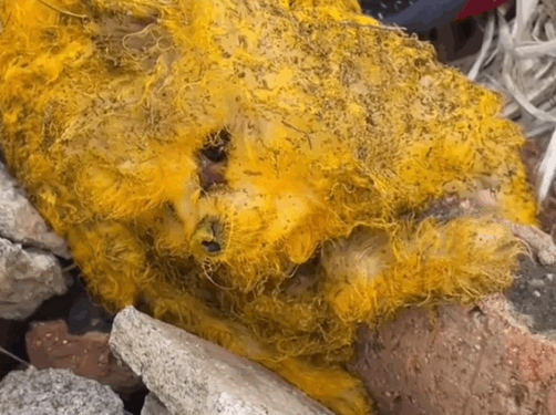 Part2 .Animals Rescue #dogrescue #rescuedog #dogsofttiktok #foryoupage #foryou #dogs