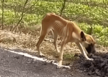 Part 2.Animals Rescue #rescuedog #dogrescue #dogsofttiktok #foryoupage #foryou #dogs