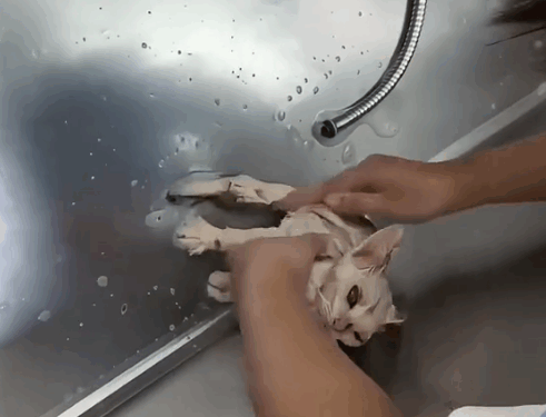 Part2 .Animals Rescue #dogrescue #rescuedog #dogsofttiktok #foryoupage #foryou #dogs