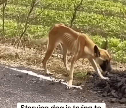 Part 2.Animals Rescue #rescuedog #dogrescue #dogsofttiktok #foryoupage #foryou #dogs