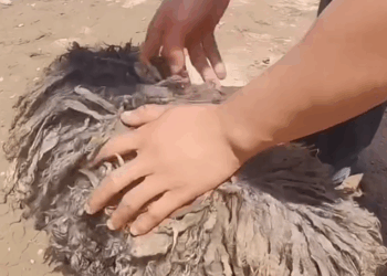 part2.Animals Rescue #dogrescue #rescuedog #dogsofttiktok #foryoupage #foryou #dogs