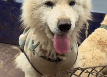 Part2.Animals Rescue #dogrescue #rescuedog #dogsofttiktok #foryoupage #foryou #dogs