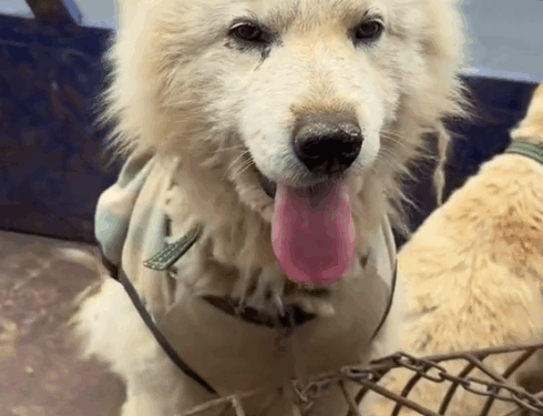 Part2.Animals Rescue #dogrescue #rescuedog #dogsofttiktok #foryoupage #foryou #dogs