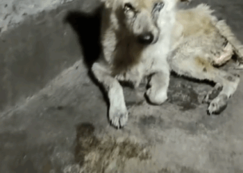 9 rescue of a dog abandoned in the middle of the street who is sick_part1