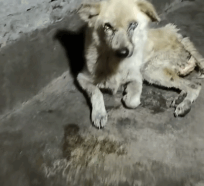 9 rescue of a dog abandoned in the middle of the street who is sick_part1