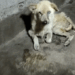 9 rescue of a dog abandoned in the middle of the street who is sick_part1