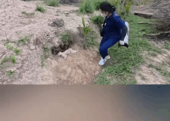 Rescue a puppy ._part2