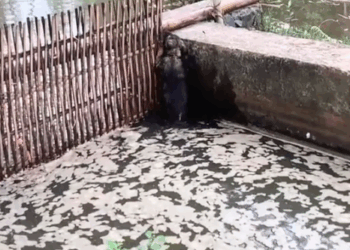 part2.Animals Rescue #dogrescue #rescuedog #dogsofttiktok #foryoupage #foryou #dogs